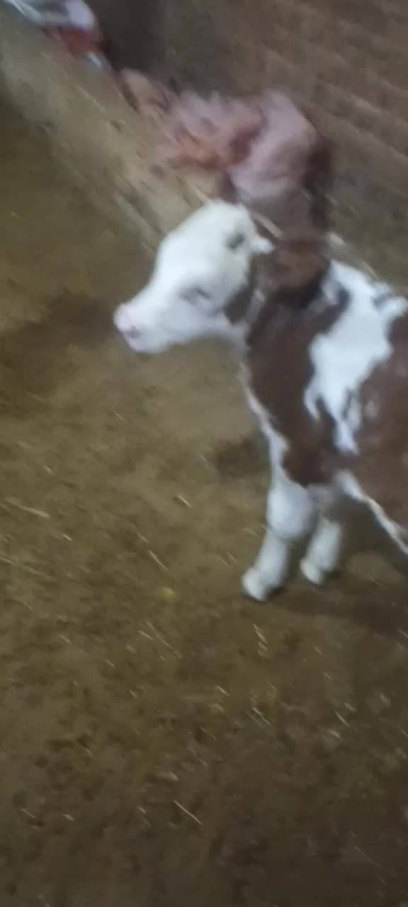 گوساله سیمیتال درجه یک ماده|حیوانات مزرعه|سراجو, |دیوار