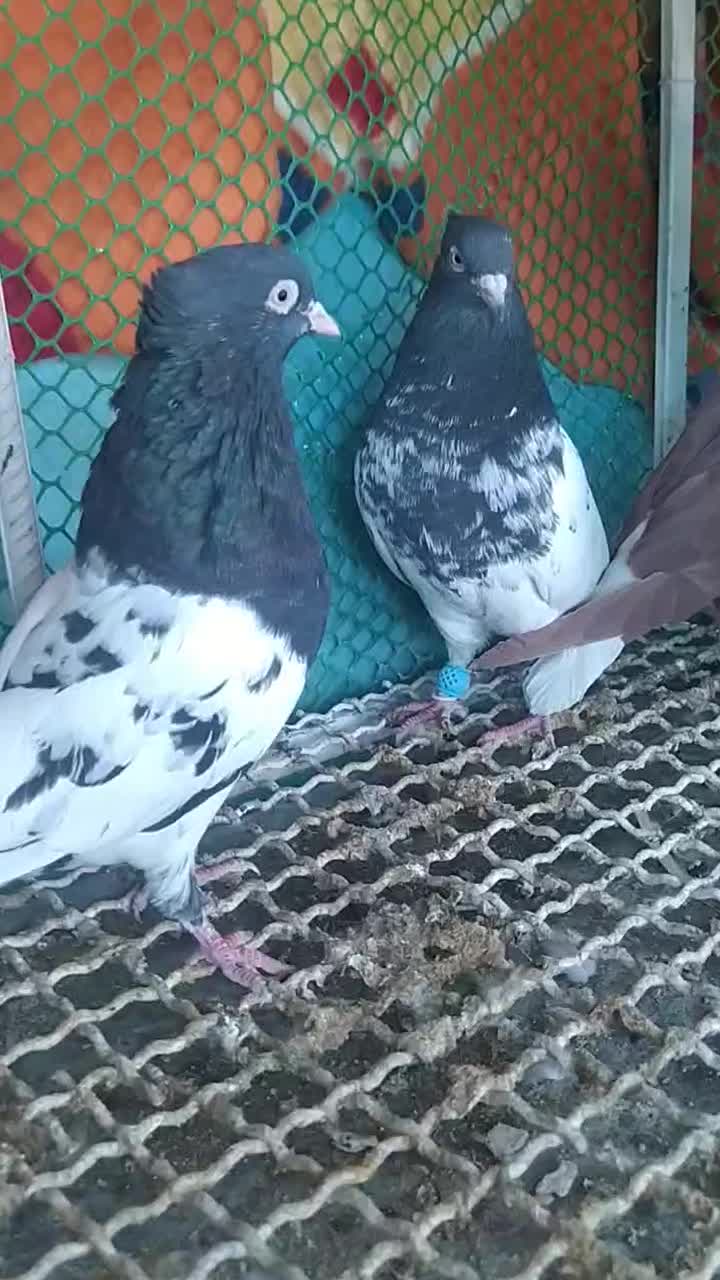 دوچفت نروماده جوان کله سیاه وسرخ دم سفید|پرنده|بهبهان, |دیوار