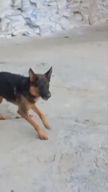 واگذاری  سگ ژرمن|سگ|اصفهان, ابر|دیوار