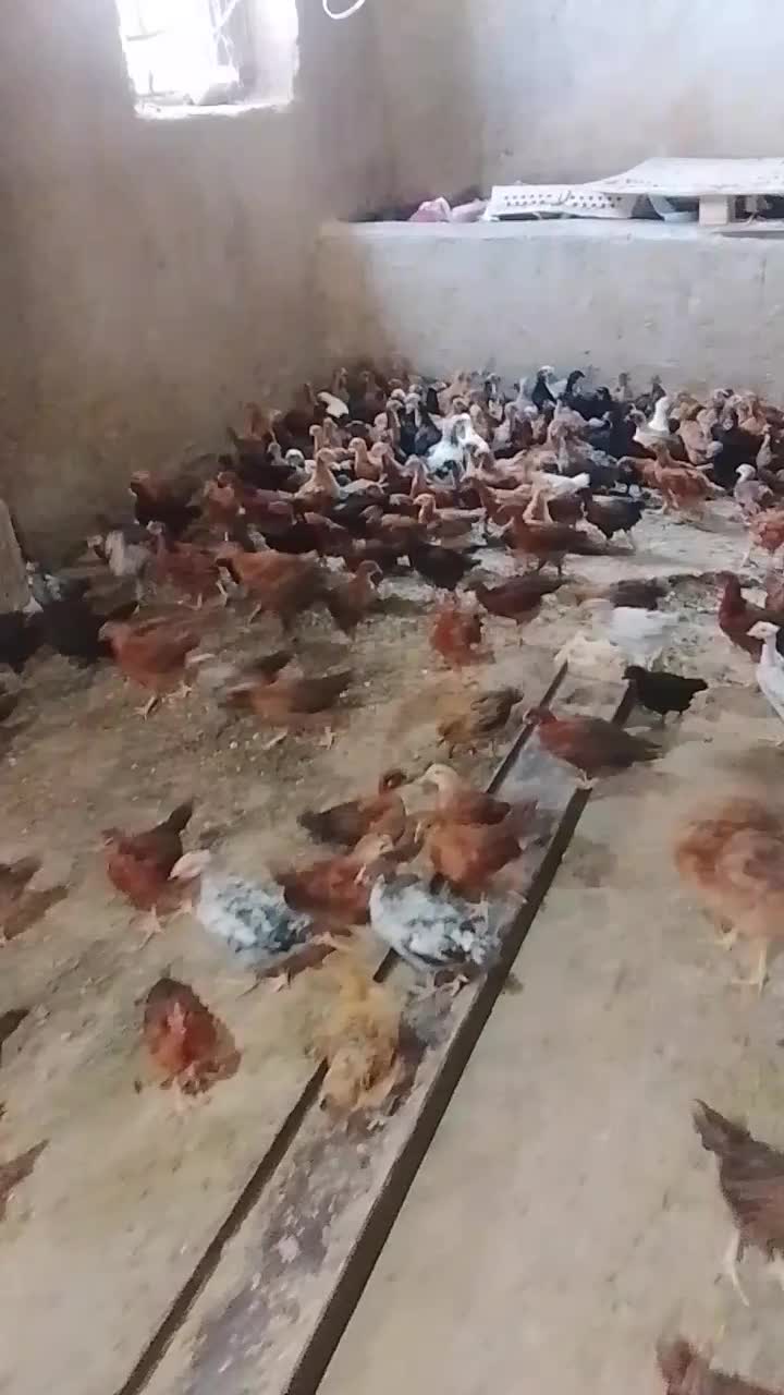 جوجه|حیوانات مزرعه|مشهد, تبادکان|دیوار