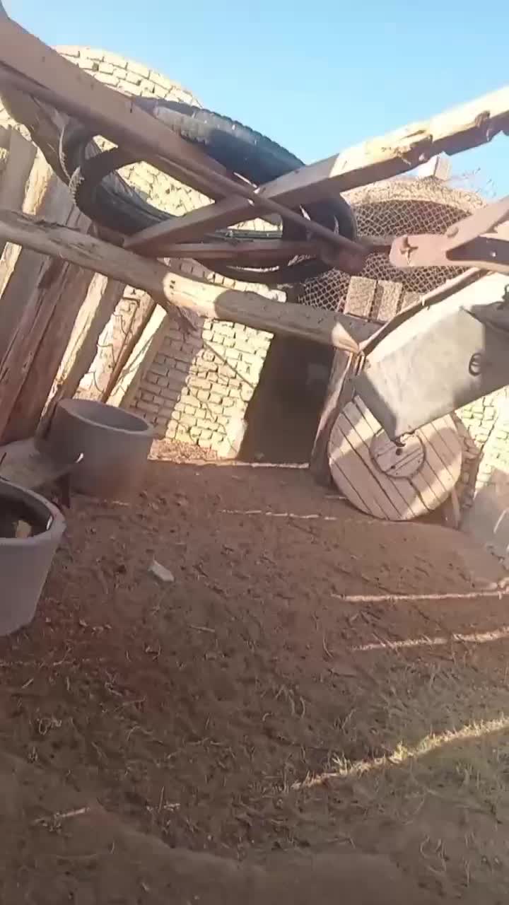 واگزاری نر قدرجونی|سگ|رودشت (اصفهان), |دیوار