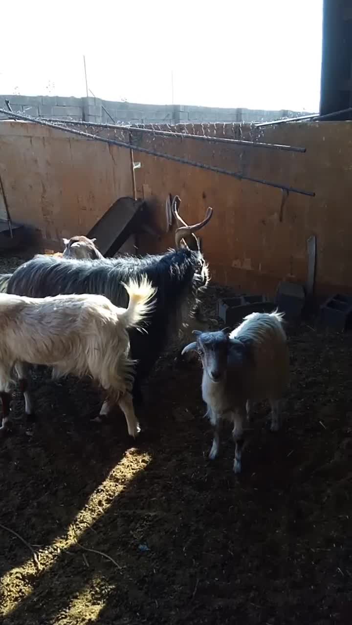 نر سه بری،|حیوانات مزرعه|کویرات, |دیوار