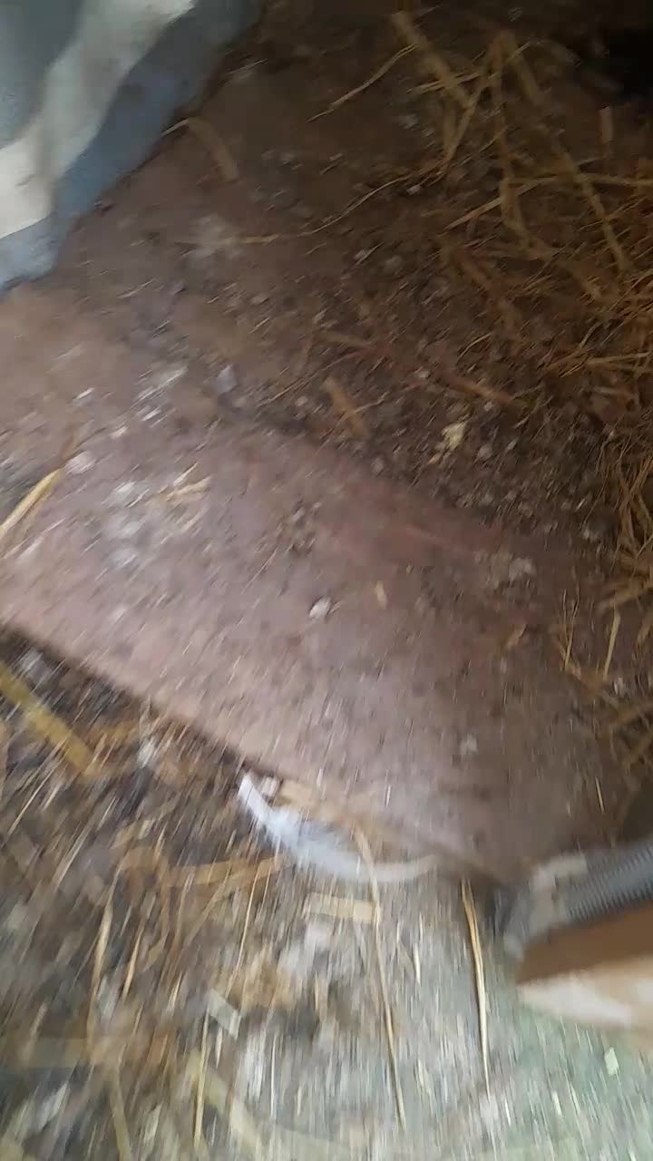 مرغ و خروس سلطانی|حیوانات مزرعه|لاهیجان, گلستان|دیوار