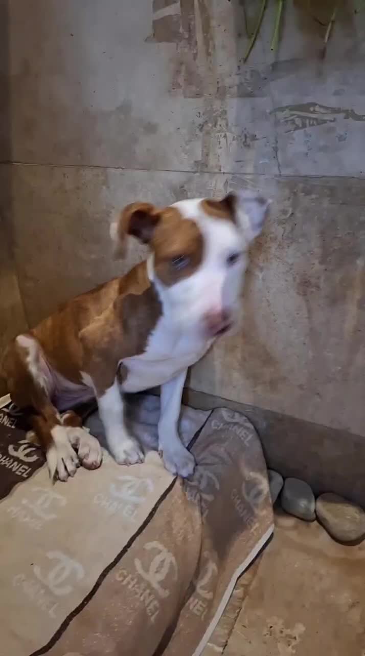 پیتبول ماده ۵ انگشتی ۶ ماهه اصل|سگ|تهران, سعادتآباد|دیوار