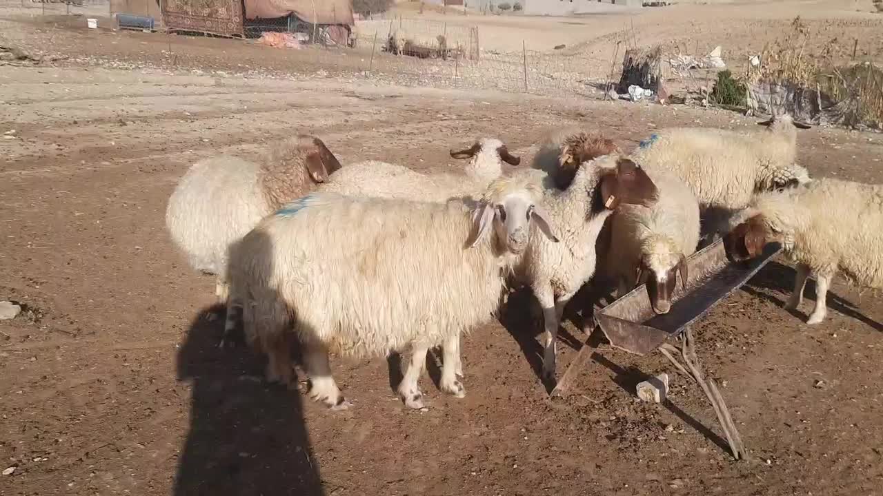 میش داشتی طلا|حیوانات مزرعه|ملکشاهی, |دیوار