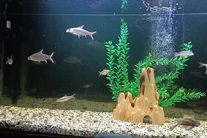 ردلاین سیلور شارک|ماهی|بروجرد, |دیوار