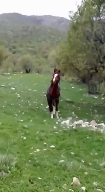 اسب پر خون آگهی به دقت بخون|اسب و تجهیزات اسب‌سواری|خرم‌آباد, |دیوار