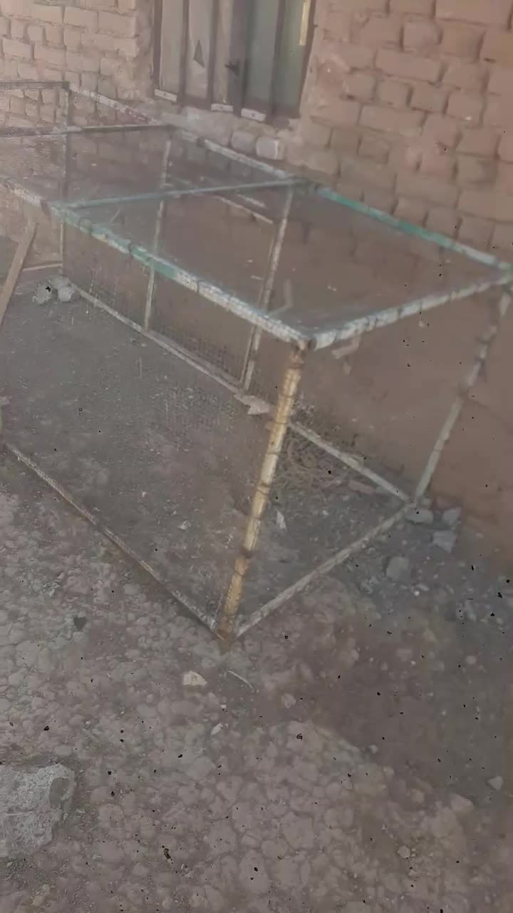 کبوتر|پرنده|سبزوار, اسلام آباد|دیوار