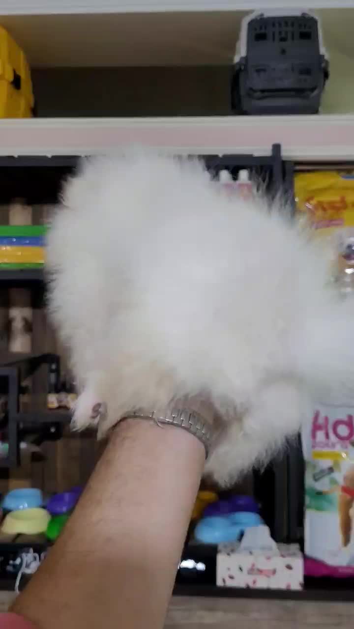 سگ پامر / سفید و نباتی / پامرانین خرسی|سگ|تهران, تهرانسر غربی|دیوار