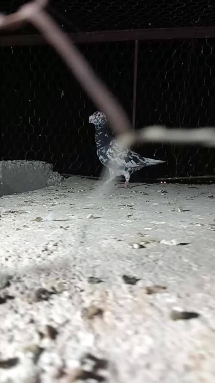 ۱۱تا کفتر فروشی|پرنده|قاسم‌آباد (خواف), |دیوار