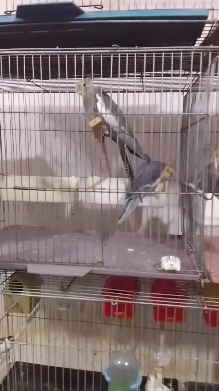 فنج وعروس لوتینو وعروس هلندی|پرنده|تبریز, |دیوار