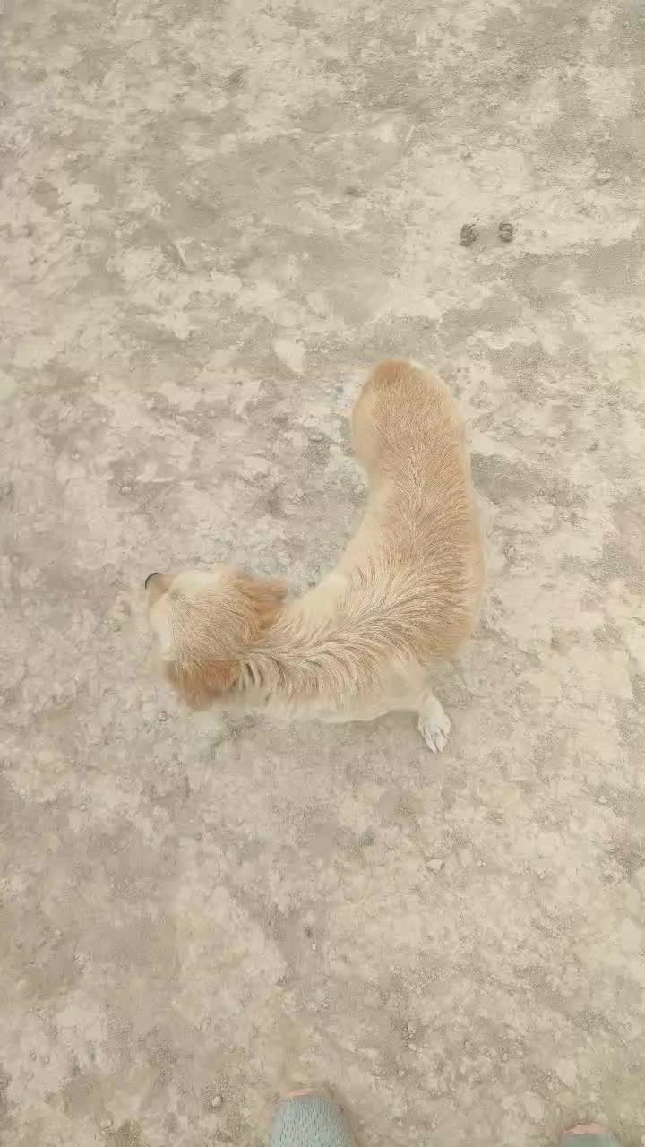 واگذاری سگ پا کوتاه|سگ|رباطکریم, شهرک صنعتی دهحسن|دیوار