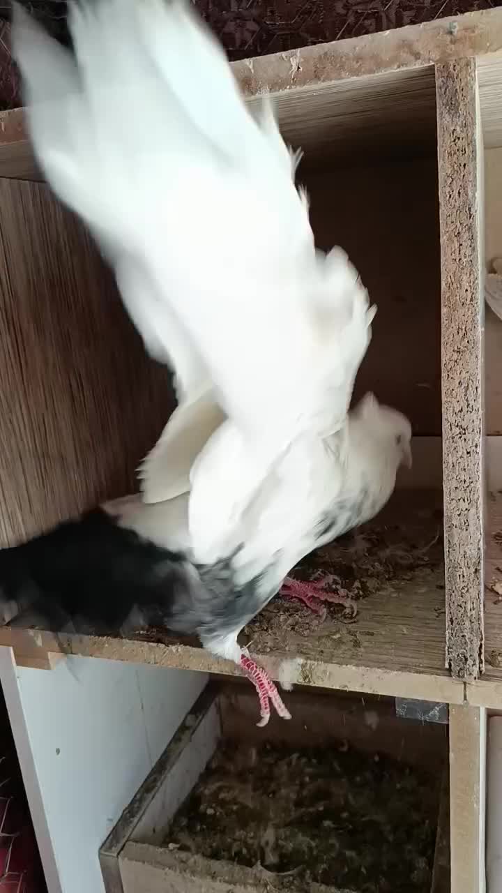 کبوتر دم سیاه نر|پرنده|ضیاء آباد, |دیوار