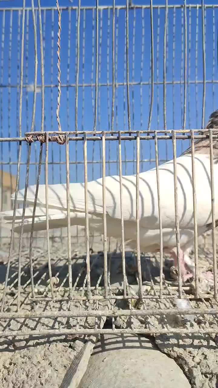 جفت طوقی نر ماده هفترنگ زرد پرخال کاکلی و کارتونی|پرنده|مشهد, کشف|دیوار