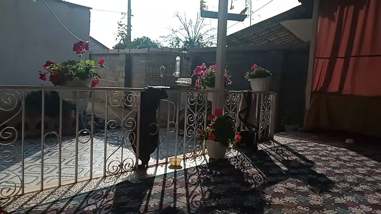 قناری نر قرص بخان|پرنده|سنگر, |دیوار