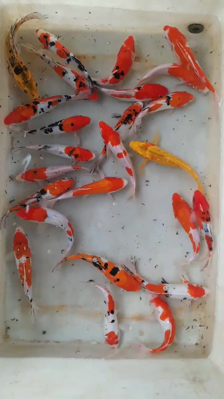 ماهی امور وکپور کوی|ماهی|تهران, چیتگر جنوبی|دیوار