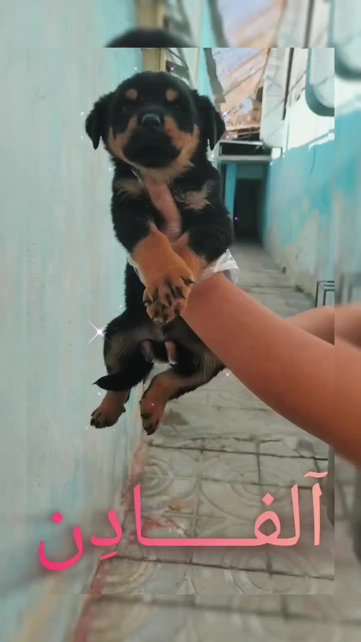 سگ روتوایلر اصیل توله سگ روتوایلر از نسل وارداتی|سگ|تهران, سعادت‌آباد|دیوار