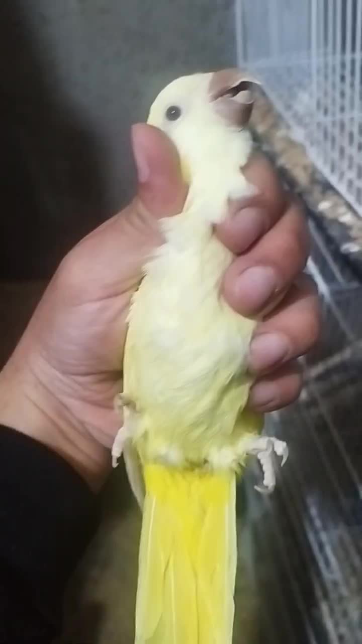 راهب زرد 2ساله با تست|پرنده|ارطه, |دیوار