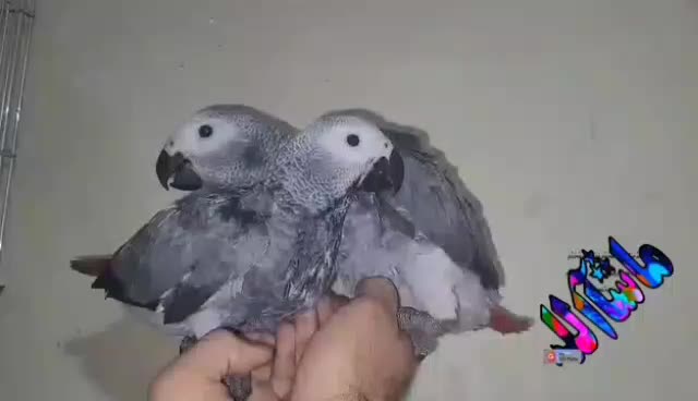 جوجه کاسکو دم قرمز و کاکادو و رد فکتور نژاد برتر|پرنده|شیراز, اصلاحنژاد|دیوار