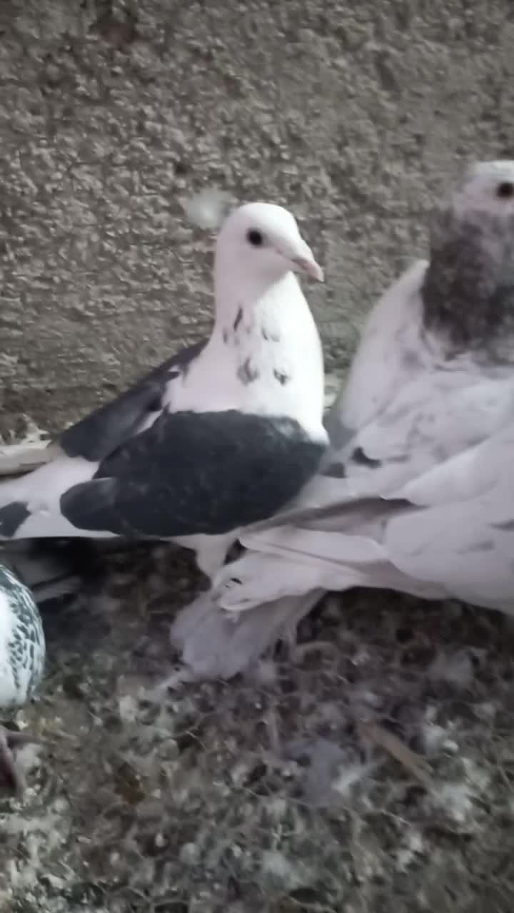 کبوترهفت رنگ سار سرور.پشتدار آلمانی|پرنده|پاکدشت, پاکدشت (مامازند)|دیوار