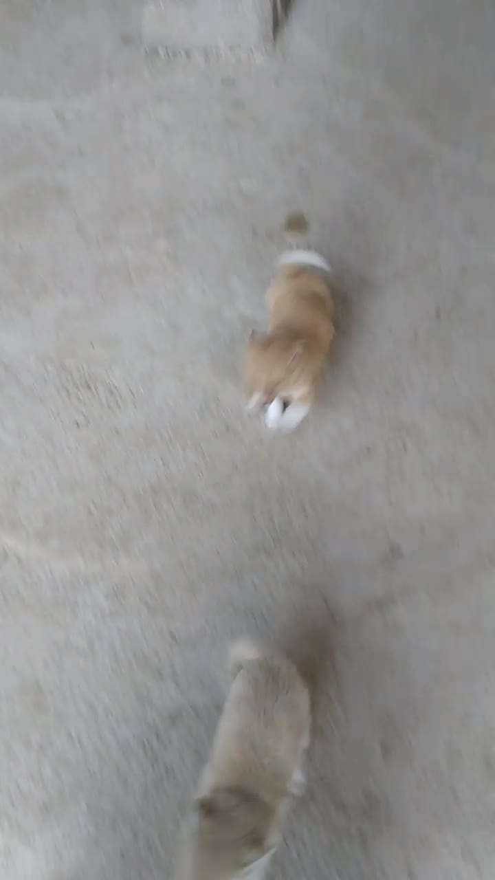 توله های ریز فیندو اصل سراب قدیم ۵ماهه|سگ|سراب, |دیوار