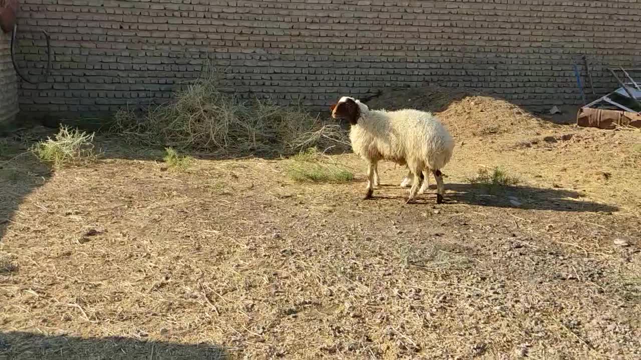 بره قوچی مناسب برای قوچی|حیوانات مزرعه|تربت‌حیدریه, پایانه مسافربری تربت حیدریه|دیوار
