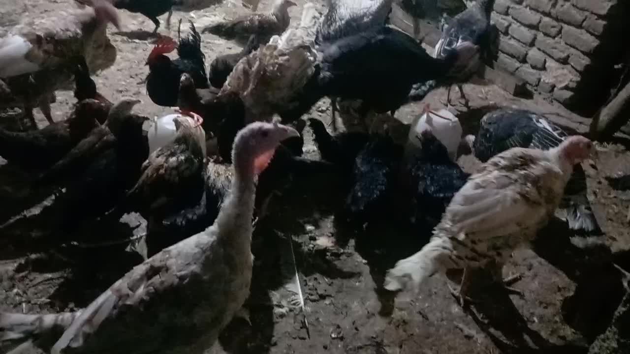 بوقلمون .مرغ خروس مرندی.جوجه محلی زیر مرغی کرچ شو|حیوانات مزرعه|گالیکش, |دیوار