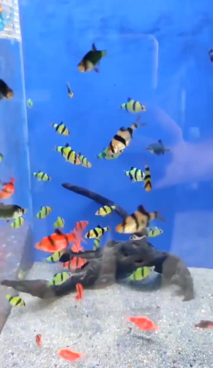 ماهی رنگی|ماهی|اهواز, پادادشهر|دیوار