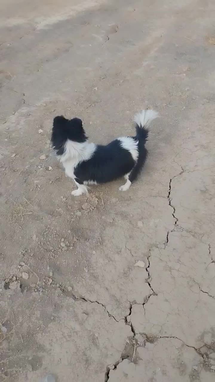 حیوانات|سگ|اراک, |دیوار