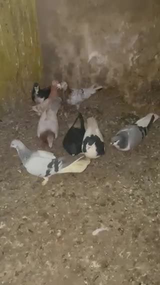 کبوتر|پرنده|محمدیه-قزوین, |دیوار