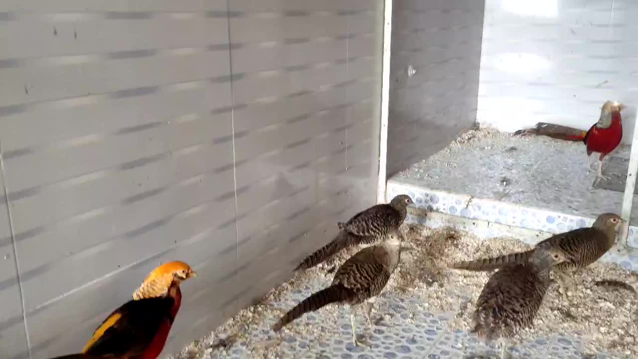 طاووس مصری و تیرنگ بلژیکی|حیوانات مزرعه|سبزوار, صالح آباد|دیوار