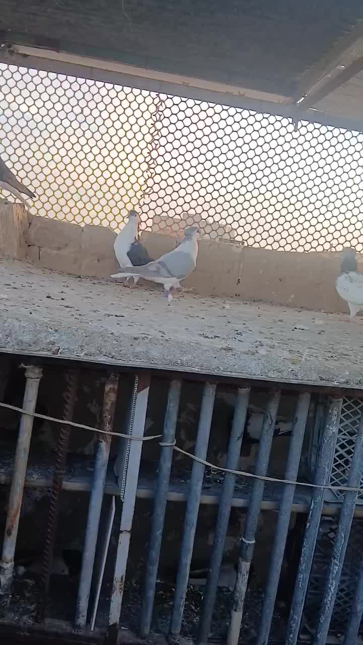 طوقی کلهای سرور دمسفید ساده|پرنده|سمنان, |دیوار