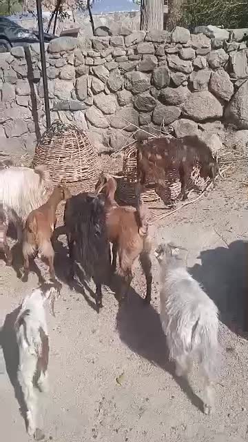 تعداد گوسفند ماده|حیوانات مزرعه|جبالبارز, |دیوار