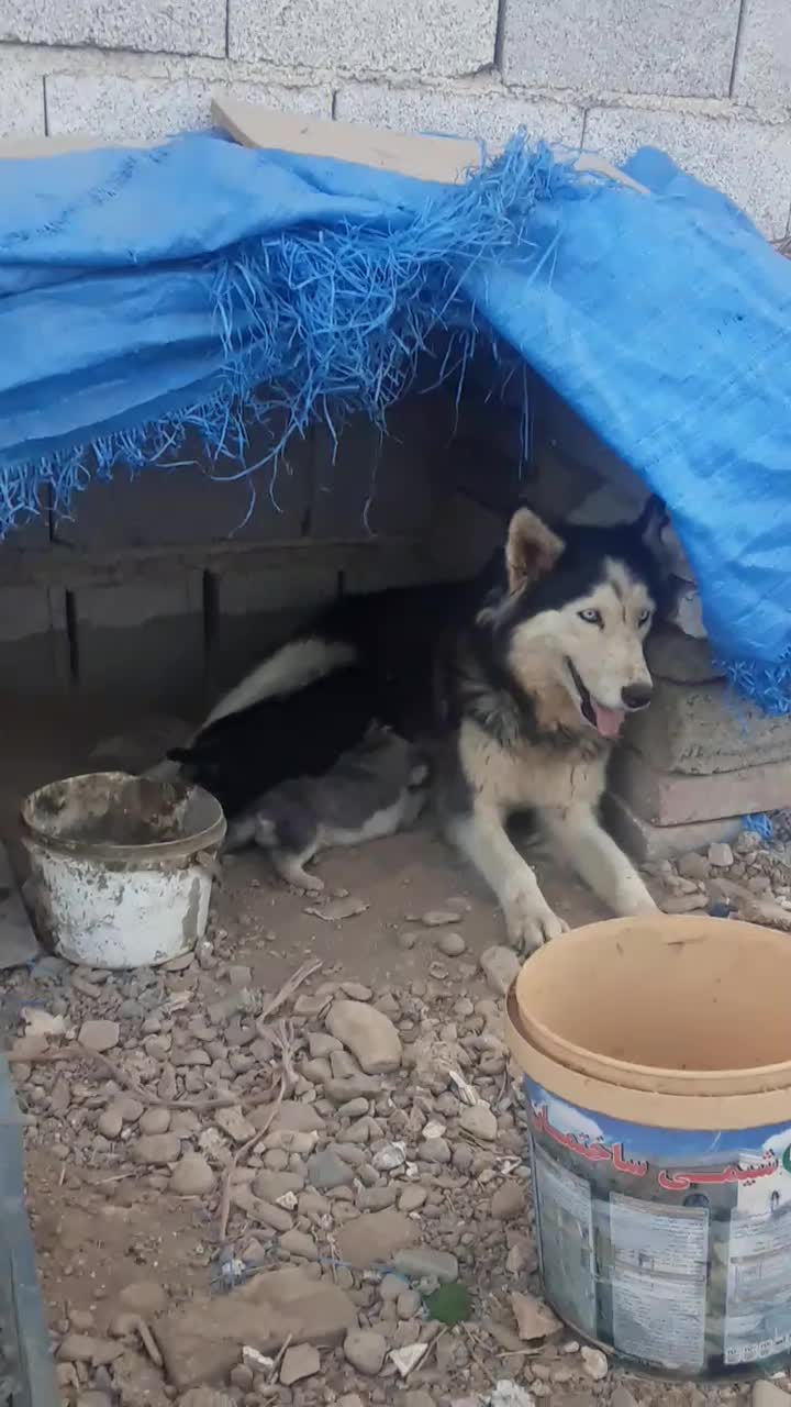 هاسگی|سگ|هشتگرد, شهرک اقدسیه|دیوار