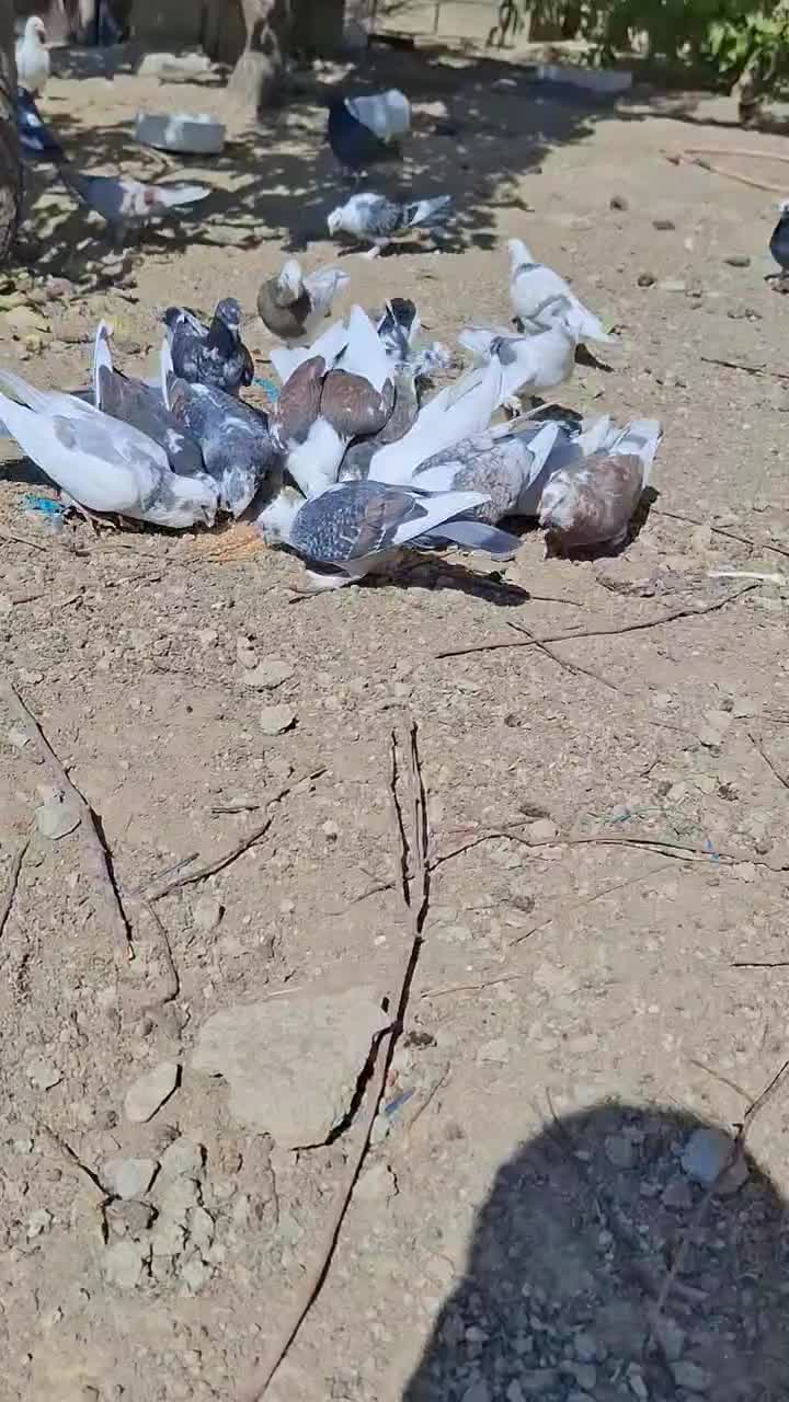 همه نوع کبوتر|پرنده|یاسوج, |دیوار