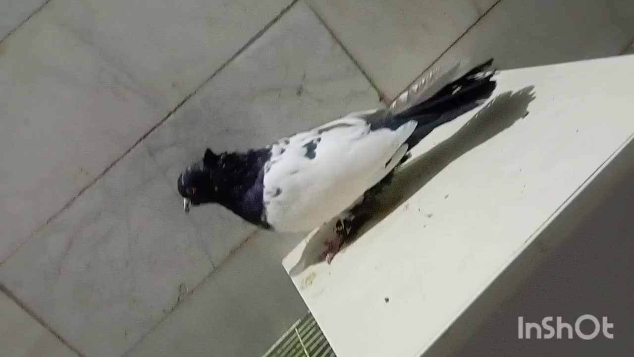 کفتر یا کبوتر|پرنده|فردوس (خراسان), |دیوار