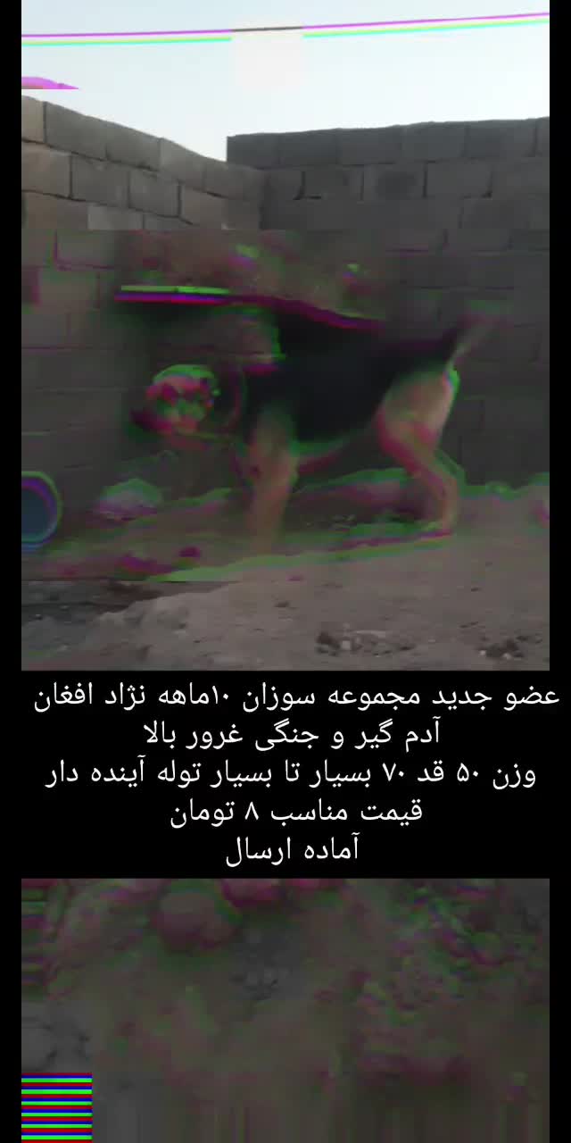 سگ افغان|سگ|زرند, |دیوار