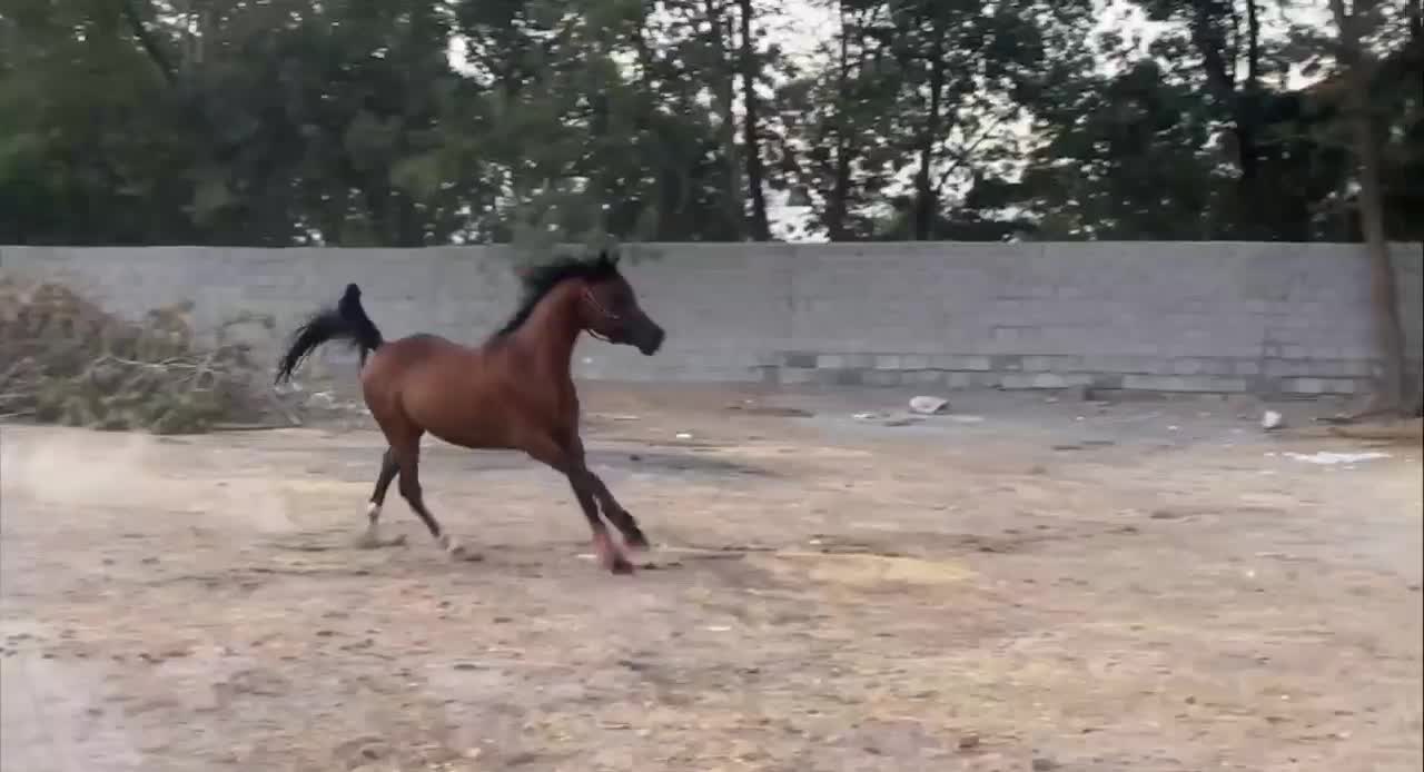 اسب عرب دوسر|اسب و تجهیزات اسبسواری|تبریز, |دیوار