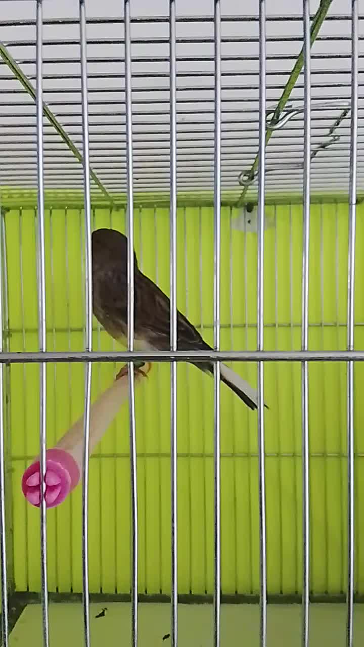 قناری فروشی|پرنده|محمدشهر, شهرک چمران|دیوار