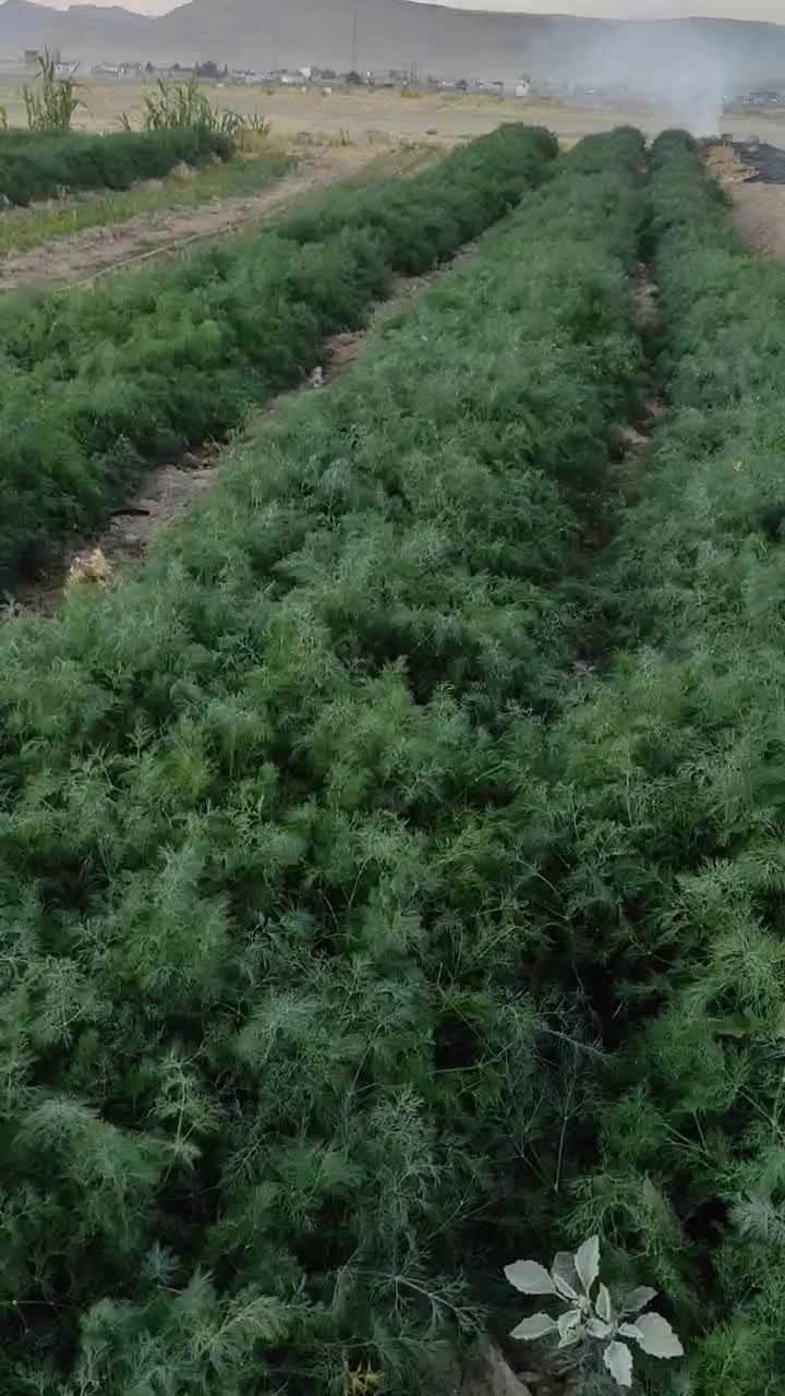 سبزی خورشتی درجه یک|خوردنی و آشامیدنی|رومشکان, |دیوار