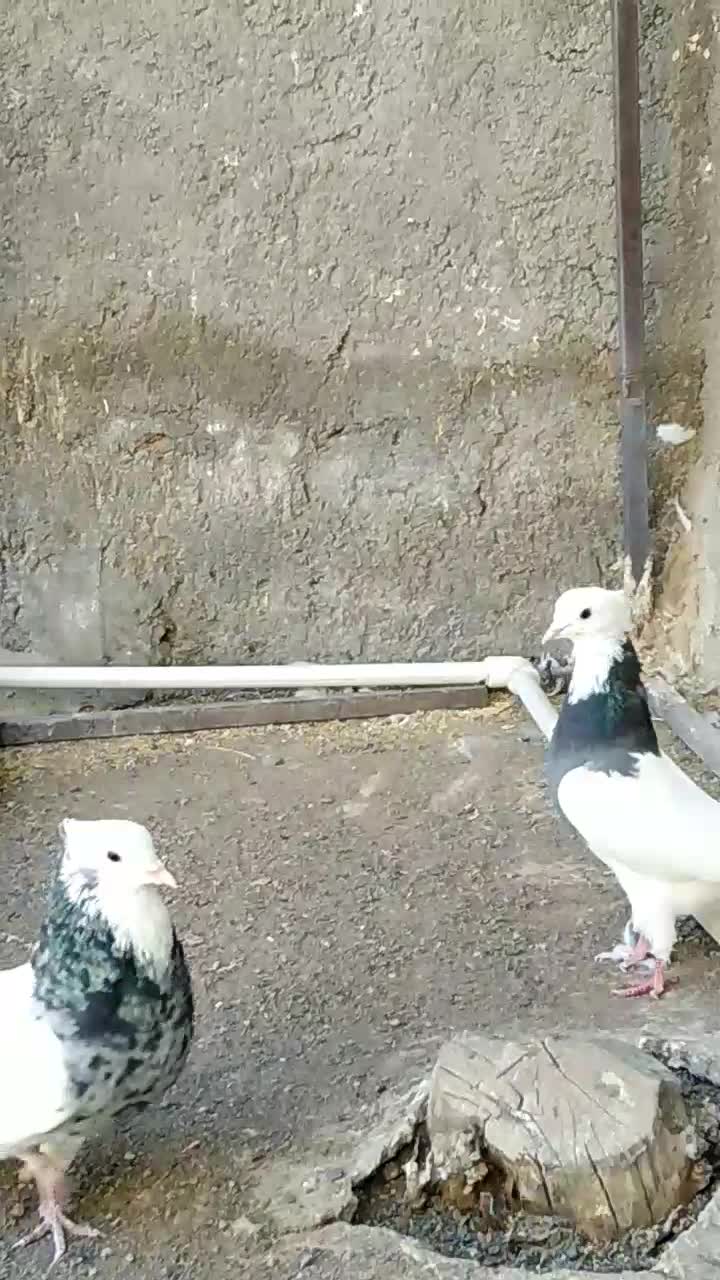 کبوتر طوقی|پرنده|رفسنجان, |دیوار