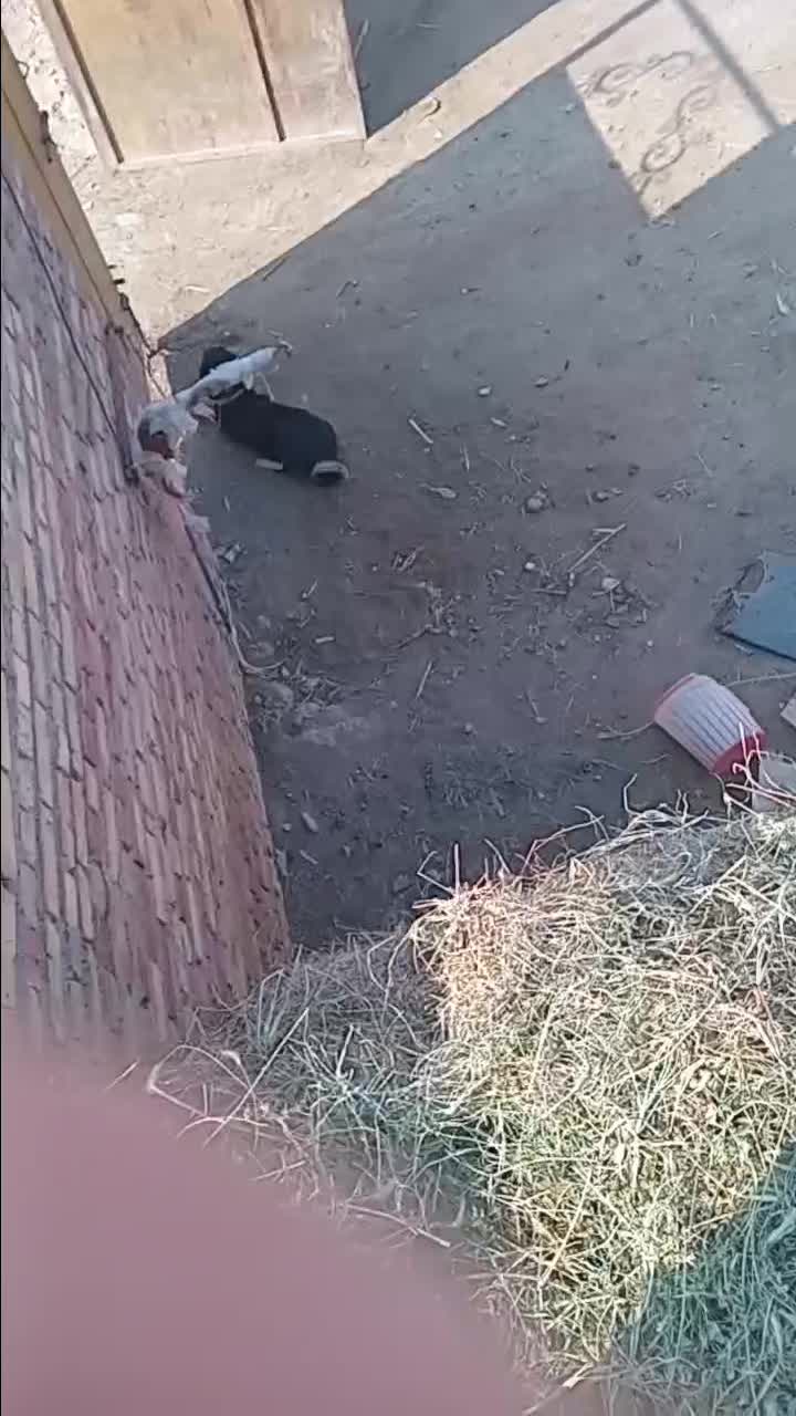 سگ ماده عراقی|سگ|سلماس, |دیوار