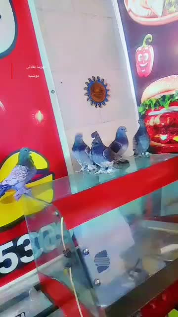 کفتر|پرنده|دهدشت, |دیوار