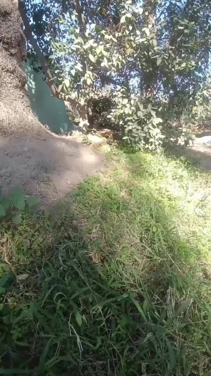 سگ پا کوتاه اصل|سگ|جیرفت, |دیوار