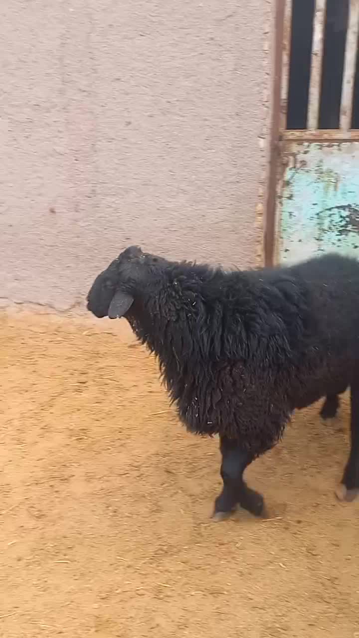 فروش1 راس بره نر همو و2راس قوچ همو کاربلد.|حیوانات مزرعه|کوهین, |دیوار