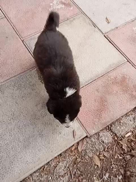 واگذاری توله نر قدرجونی|سگ|باقرشهر, |دیوار