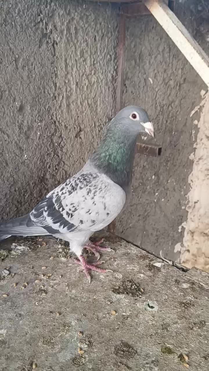 کبوتر نر موریس دلبر|پرنده|مشهد, شهید بصیر|دیوار