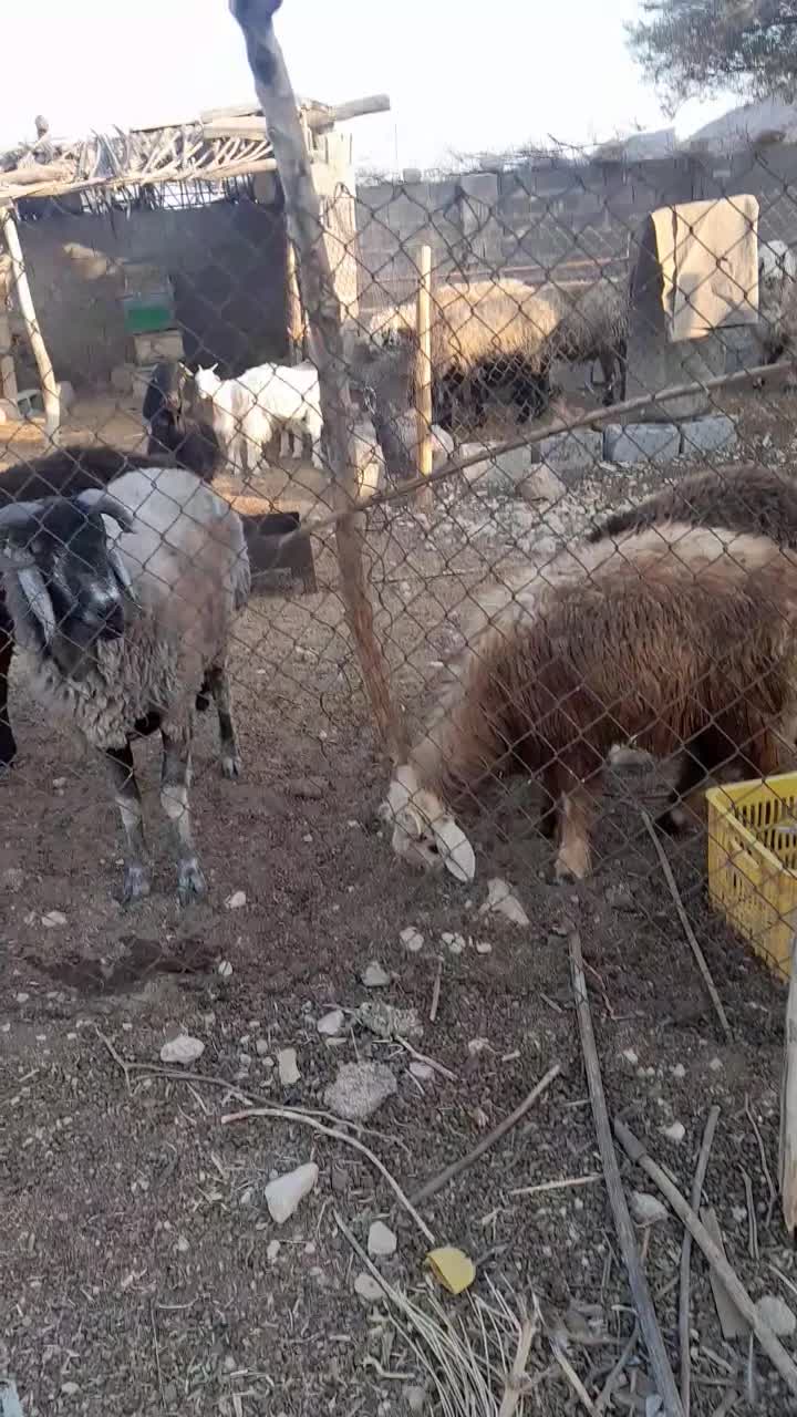 بره قوچ چینی دو رگ بهترین رنگ ونژاد|حیوانات مزرعه|شیراز, دانشکده دامپزشکی شیراز|دیوار