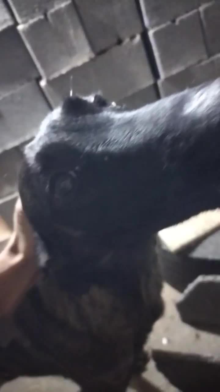 توله بلژیک مالینیو|سگ|سمیرم, |دیوار