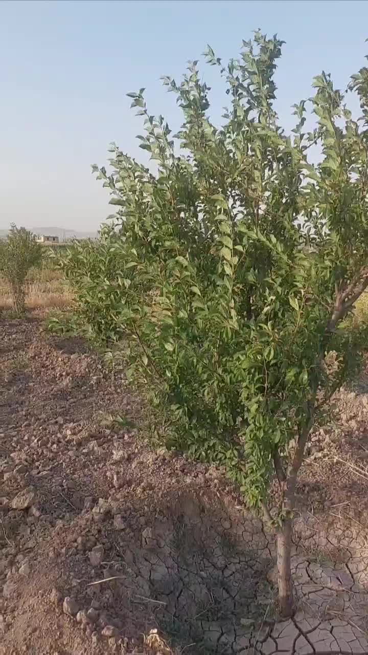 باغ ۶ ساله مثمر با انواع درختان اول جاده روانسر|فروش دفتر صنعتی، کشاورزی، تجاری|کرمانشاه, |دیوار